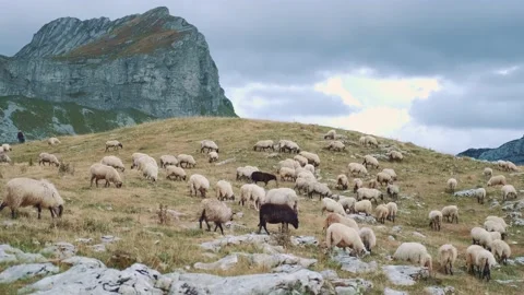 White and some black sheep grazing in dried grass Vídeos de archivo 167698663