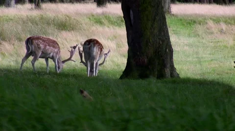 White and spotted fallow deer Vídeos de archivo 40958655