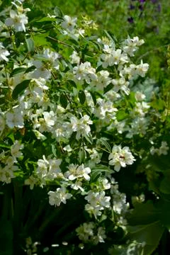White and spring blooming Stock Photos