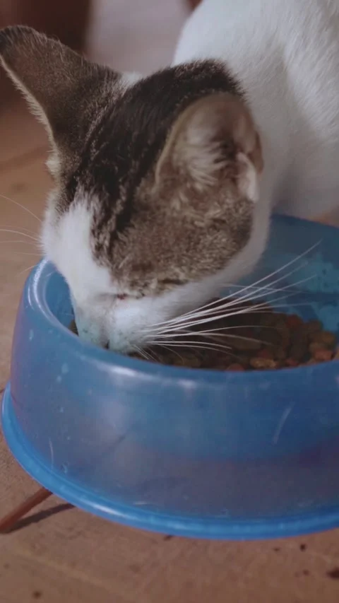 White and tabby cat eating dry food from blue bowl Stock Footage 337598215