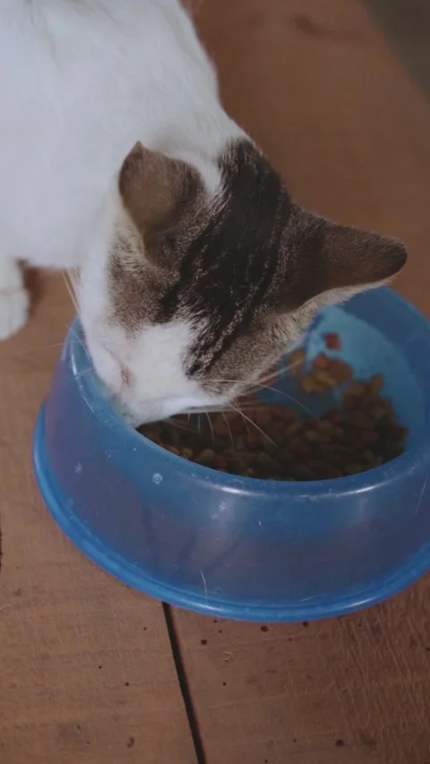 White and tabby cat eating kibble from blue bowl Stock Footage 337598243