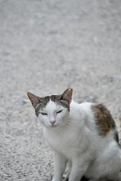 White and Tabby Cat Looking at the Camera Against a Rough Concrete Wall Stock Photos