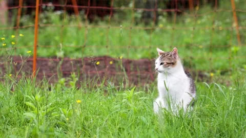 A white and tabby cat sitting in tall grass near an orange fence Stock Footage 300932937