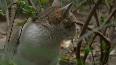 A white and tabby cat sitting calmly Видео 332792696