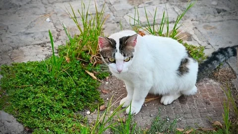 White and tabby cat squatting near green grass video Stock Footage 346116788