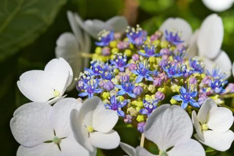 White and tiny bloom hydrangea bright Foto stock