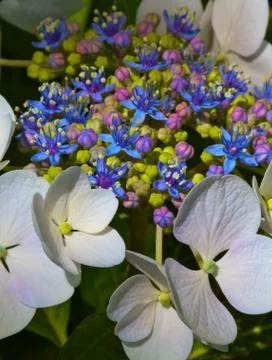 White and tiny bloom hydrangea Foto stock