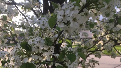 White and tree flowers in springtime closeup Stock Footage 91549925