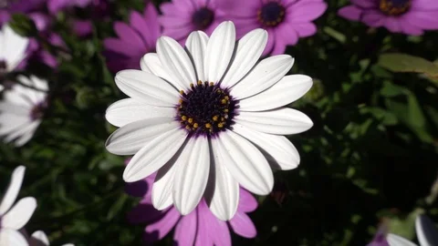 White and violet daisies in slow motion Stock Footage 87535584
