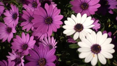 White and violet daisies in slow motion Video stock 87535586