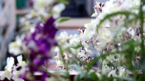 White and Violet Flowers Background City Balcony Stock Footage 201007234