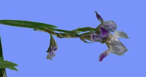 White and Violet Iris on Blue Screen Wild Flower Grows on a Flowerbed Six-Lobed Stock Footage 61780431