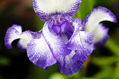 White and violet iris Stock Photos