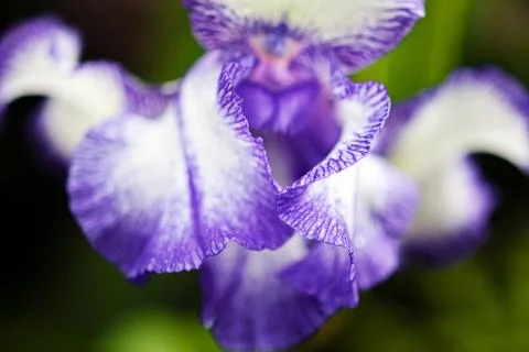 White and violet iris Stock Photos