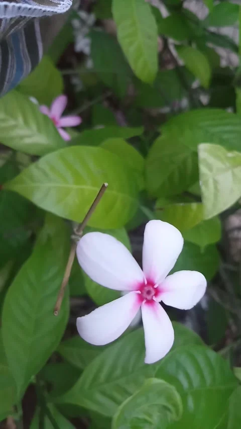 White and violet mixed flower in air Stock Footage 134333148