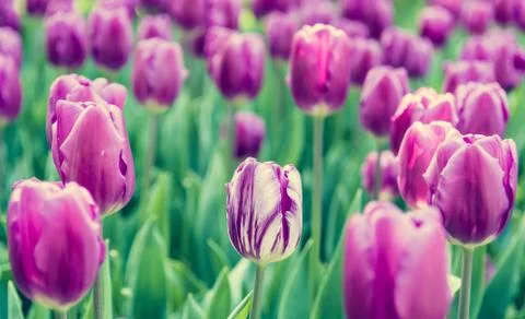 White and violet tulip. Stock Photos