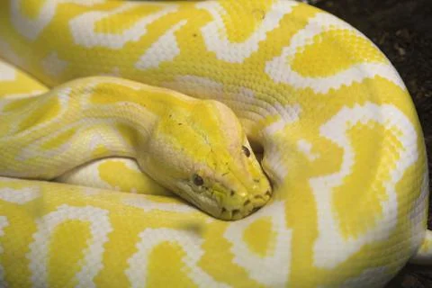 White and yellow albino python molurus in glass case Photos