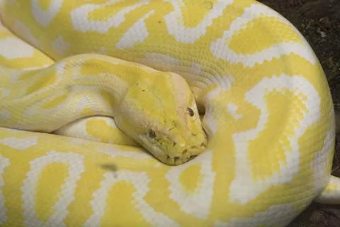 White and yellow albino python molurus in glass case Photos