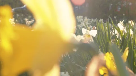 White and yellow daffodils in bloom in a park in spring time on a sunny day Stock Footage 150907568