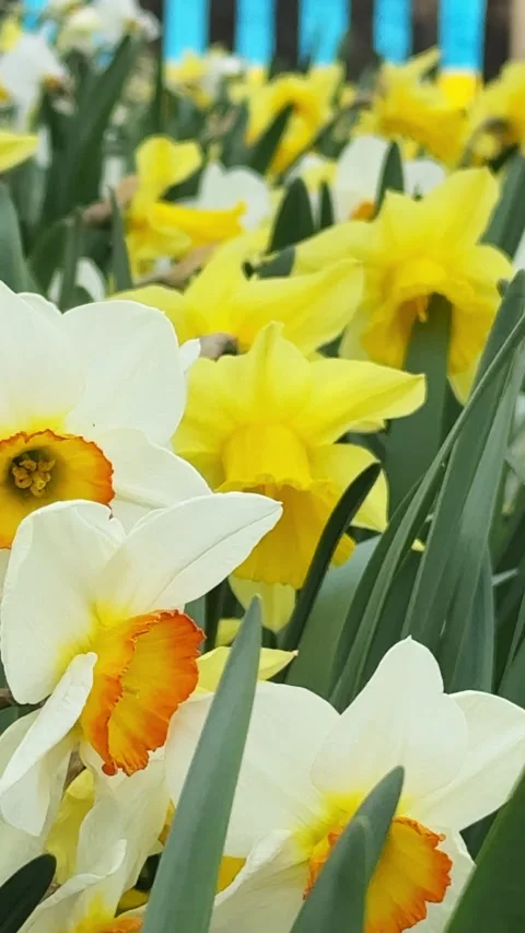 White and yellow daffodils blooming in a garden Stock Footage 340237589