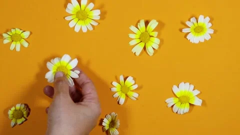 White And Yellow Daisies Flat Lay On Bright Orange Background Pattern For Summer Stock Footage 332296162