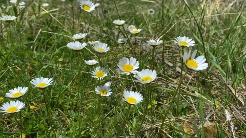 White and yellow daisies in spring 動画素材 273315910