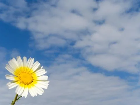 White and yellow daisy against a cloudy sky Stock Photos