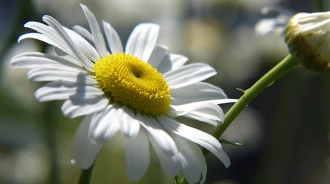 White and Yellow Daisy Stock Footage 54168490
