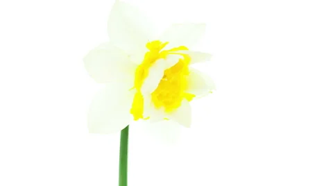 White and yellow double daffodil flowers blooming timelapse Stock Footage 49063572