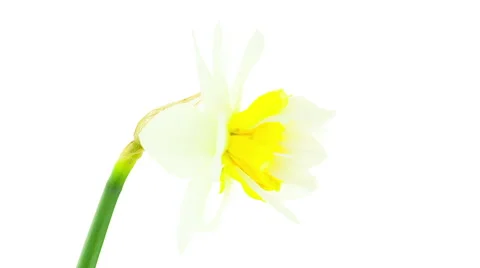 White and yellow double daffodil flowers blooming timelapse Stock Footage 49064601