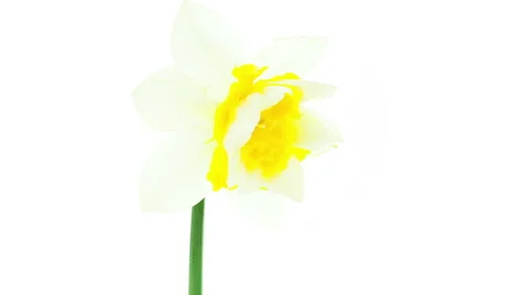 White and yellow double daffodil flowers blooming timelapse Stock Footage 49064607