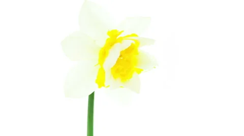 White and yellow double daffodil flowers blooming timelapse Stock Footage 49064616
