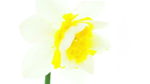 White and yellow double daffodil flowers blooming timelapse Stock Footage 49064631
