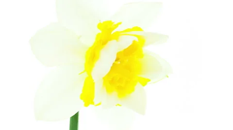 White and yellow double daffodil flowers blooming timelapse Stock Footage 49064647