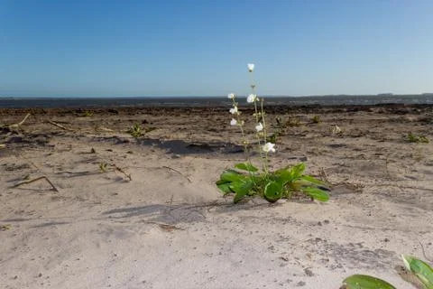 White and yellow flower on the beach in the city of federation province of en Stock Photos