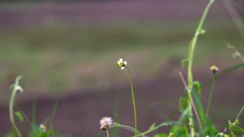 White and yellow flowers. Stock Footage