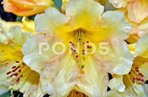 White and Yellow Rhododendron Stock Photos