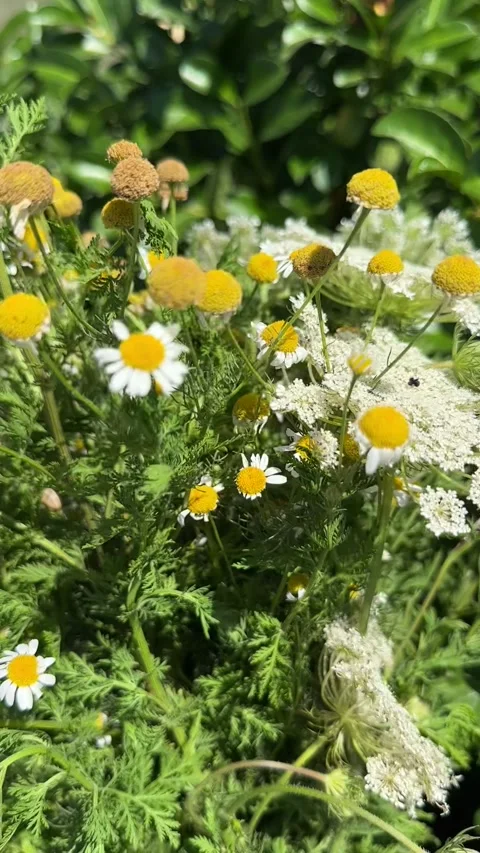 White and yellow wildflowers Stock Footage 346184662