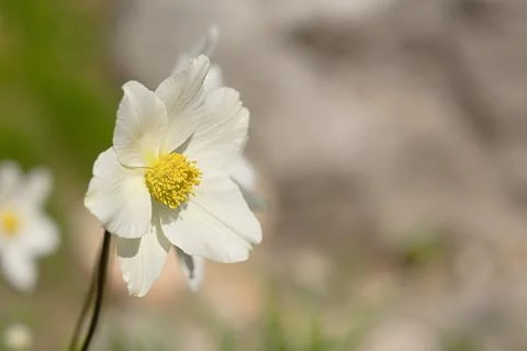 White anemone close-up Stock Photos