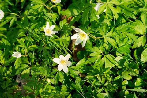 White anemone flower in spring Stock Photos