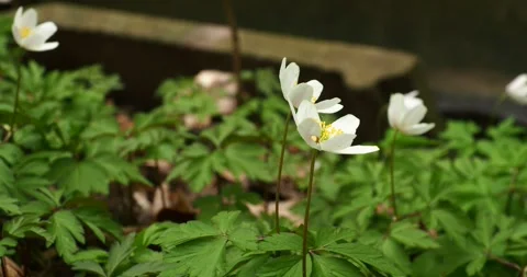 White Anemone Flowers by Forest Stream in Arkonski Forest Poland Vídeos de archivo 334692570