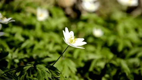 White anemone flowers grows in forest on april spring sunny day Stock Footage 146852619