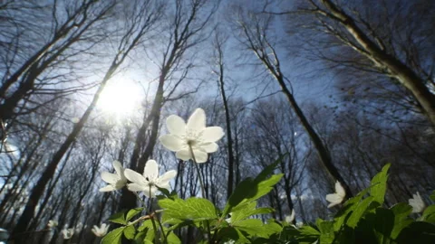 White anemone Video stock 264140829