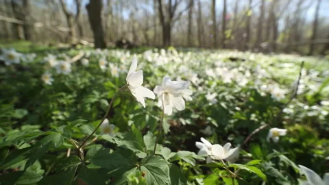 White anemone Stock Footage 264140854