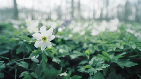 White anemone Video stock 264140862