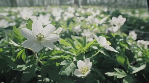 White anemone Stock Footage 264140931