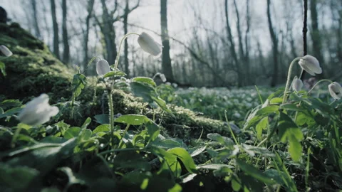 White anemone Video stock 264141095