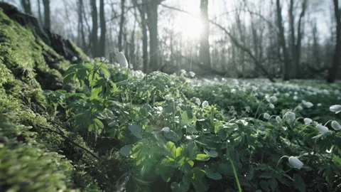 White anemone Video stock 264141098