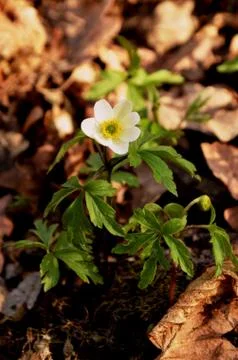 White anemone grows in the forest on the background of dry leaves. Stock Photos