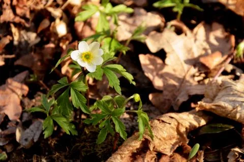 White anemone grows in the forest on the background of dry leaves. Stock Photos